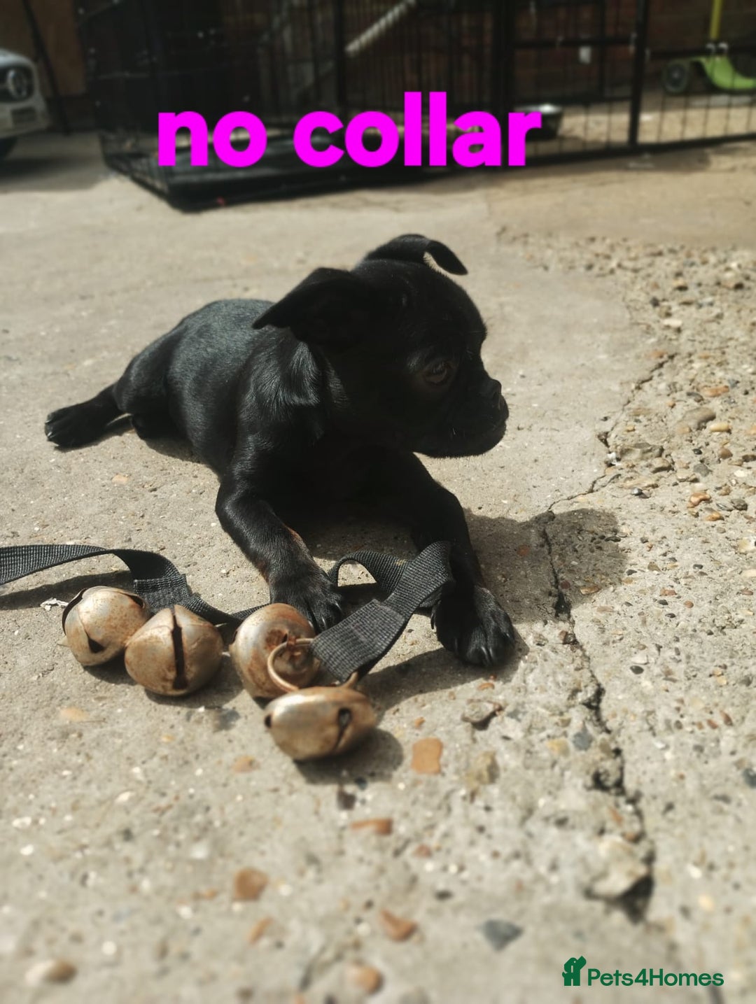 Mixed Breed dogs for sale: Bruxellois griffon x frenchie puppies  - Image 3