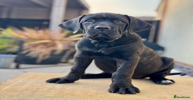 Mixed Breed dogs - Advert 12