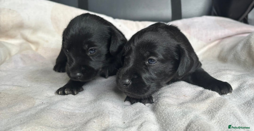 Mixed Breed dogs for sale: SCHNOXIES (MINI DAXI CROSS MINI SCHNAUZER) - Image 8