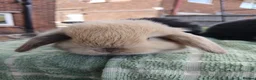 Lionhead rabbits for sale: Beautiful DM Lionheads  - Advert 3