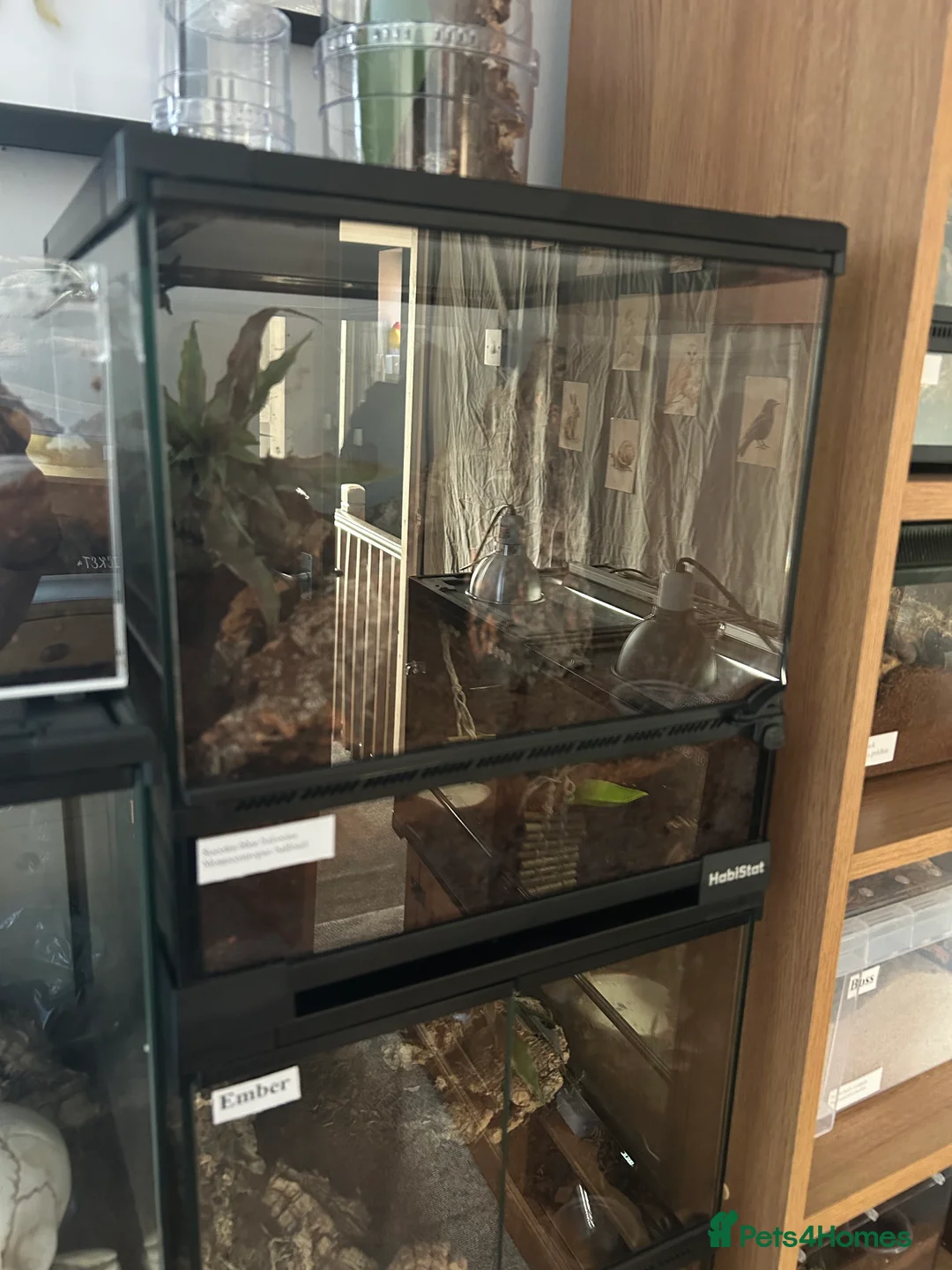 Tarantulas invertebrates for sale: Balfouri communal - Advert 2