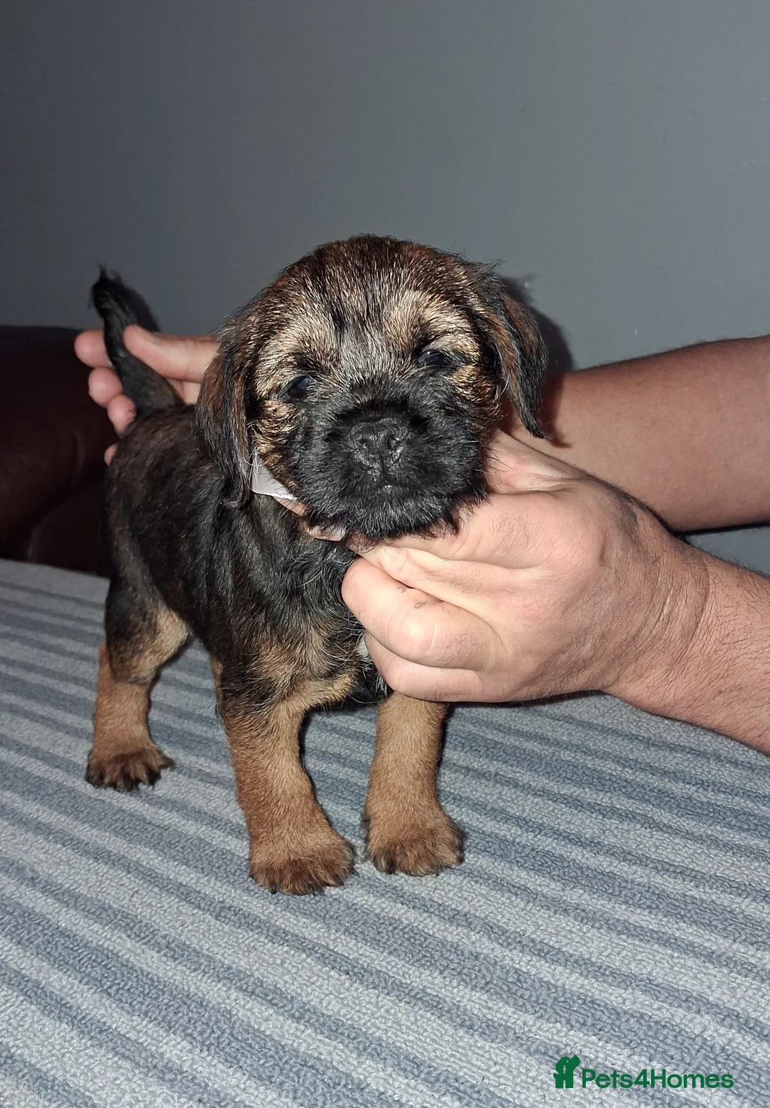Border Terrier dogs for sale: Kc Reg Border Terrier Puppies  - Advert 4