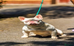 French Bulldog dogs for stud: Pink Hefner eA husky  - Image 3