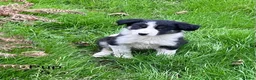 Border Collie dogs for sale: Farm bred border collie puppies - Advert 14
