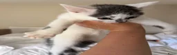 Mixed Breed cats for sale: KITTEN FOR SALE BOY - Advert 8