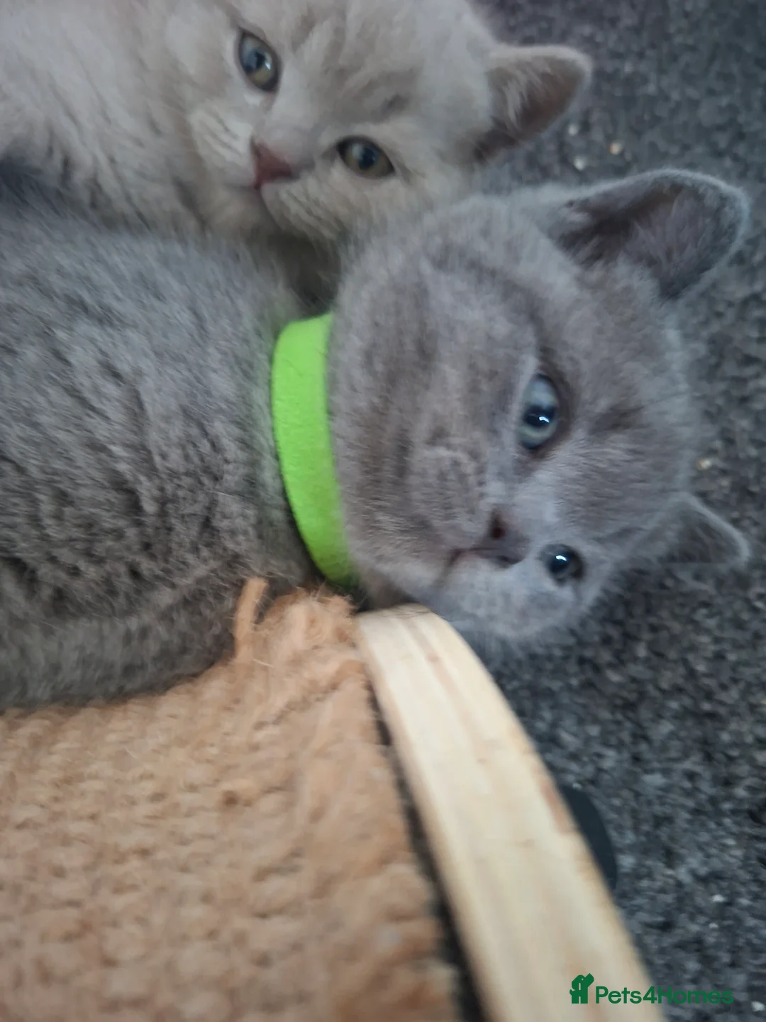 British Shorthair cats for sale: Only 1 blue boy & 1 blue girl available to reserve - Advert 4