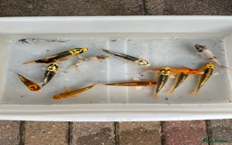 Koi Carp fish for sale: 💥QUALITY KOI CARP COLOURFUL NICE SELECTION💥 - Image 12