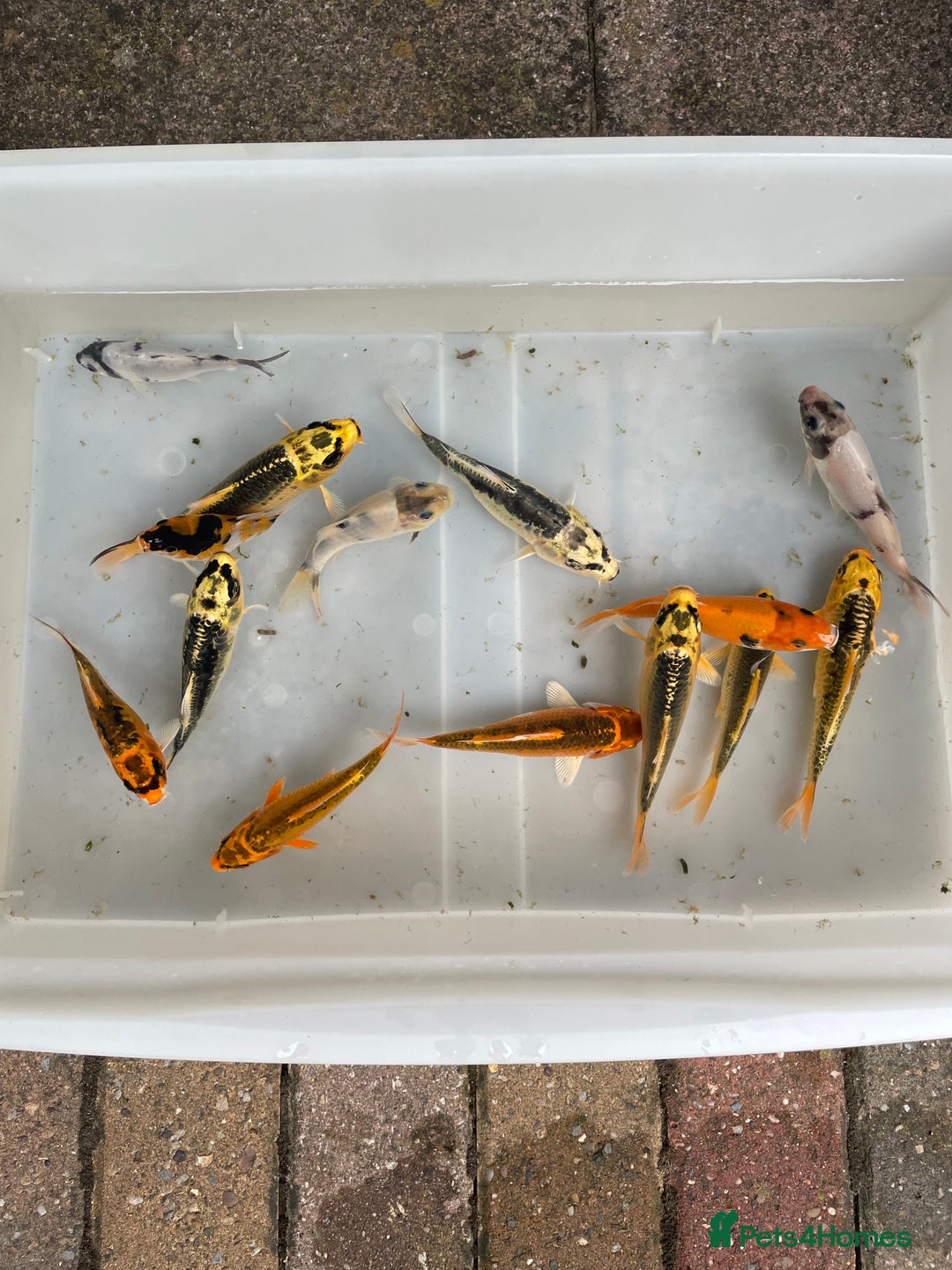 Koi Carp fish for sale: 💥QUALITY KOI CARP COLOURFUL NICE SELECTION💥 - Image 12