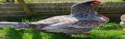 Chickens poultry for sale: Pure breed Indian game large fowl - Advert 3