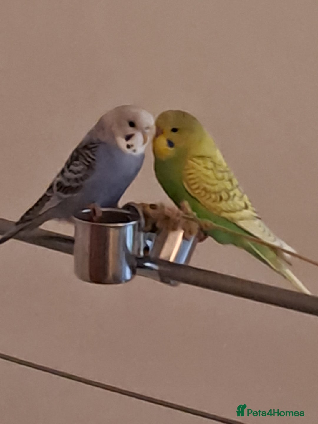 Budgerigars birds for sale: A pair of budgies for sale - Advert 2