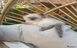 Ragdoll cats for sale: Ragdoll kittens  - Image 3