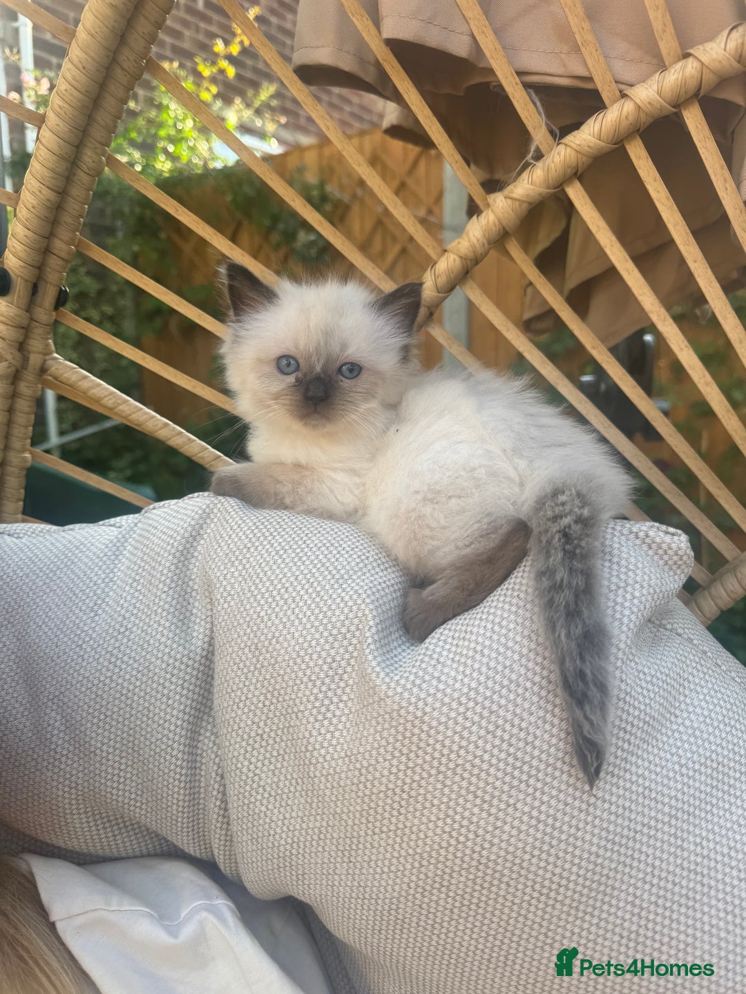 Ragdoll cats for sale: Ragdoll kittens  - Image 3