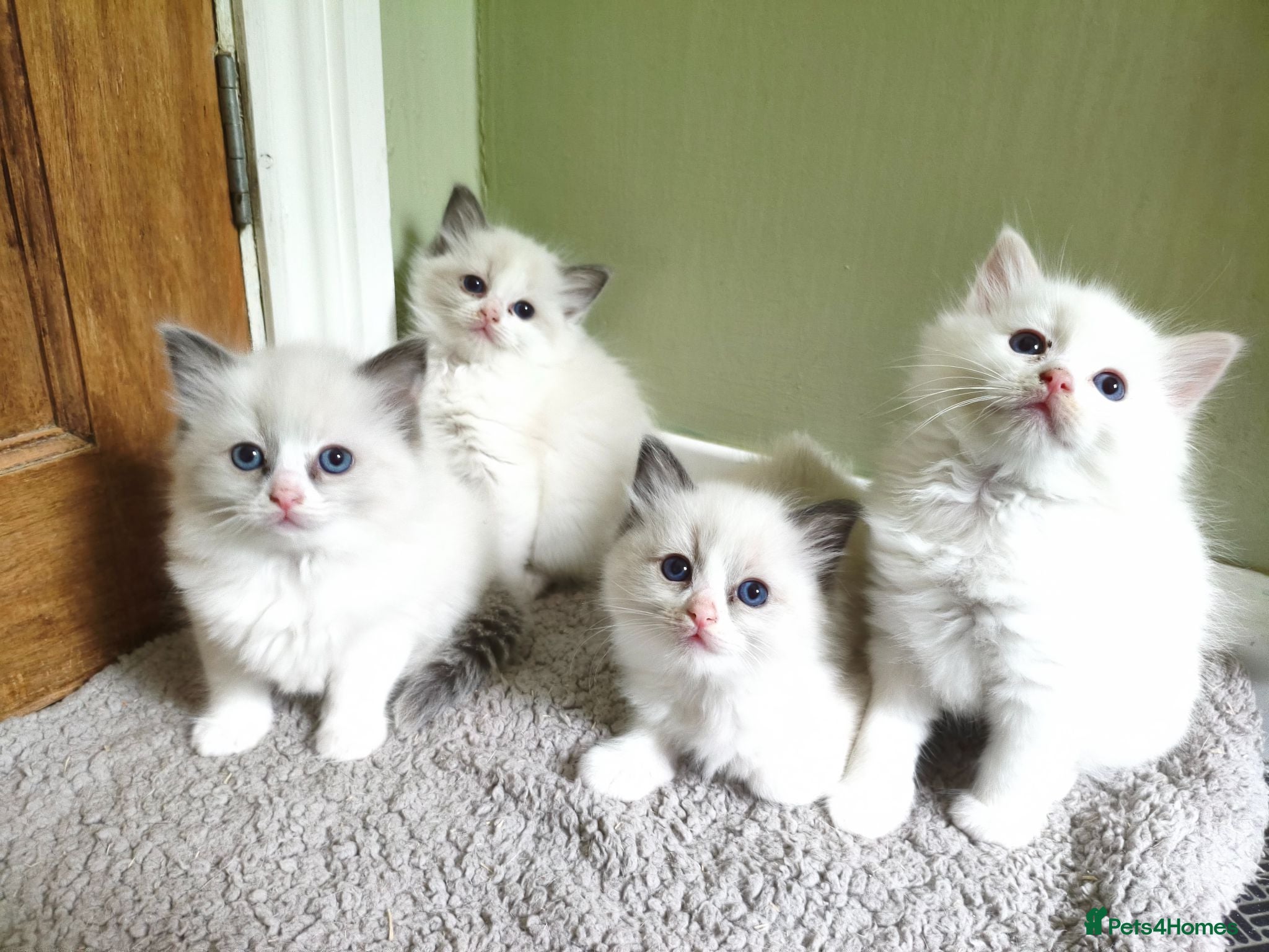 Ragdoll cats Beautiful kittens - Advert 5