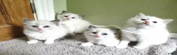 Ragdoll cats for sale: Beautiful kittens - Advert 1
