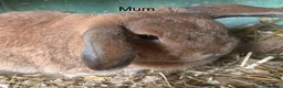 Mini Lop rabbits for sale: Beautiful PureBred MiniLops Ready To Leave in Horley - Advert 5