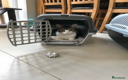 Domestic Shorthair cats for sale: 5-year old female tabby/white seeking rehoming - Image 2