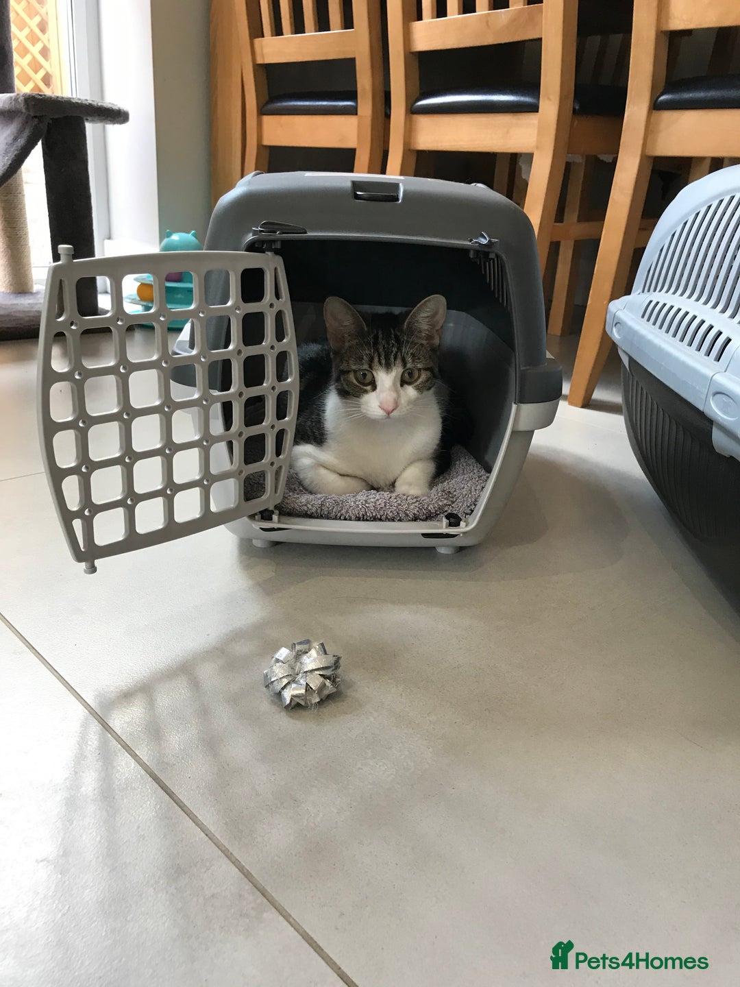 Domestic Shorthair cats for sale: 5-year old female tabby/white seeking rehoming - Image 2