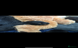 Rottweiler dogs for sale: Stunning Rottweiler puppies 🐶  - Image 24