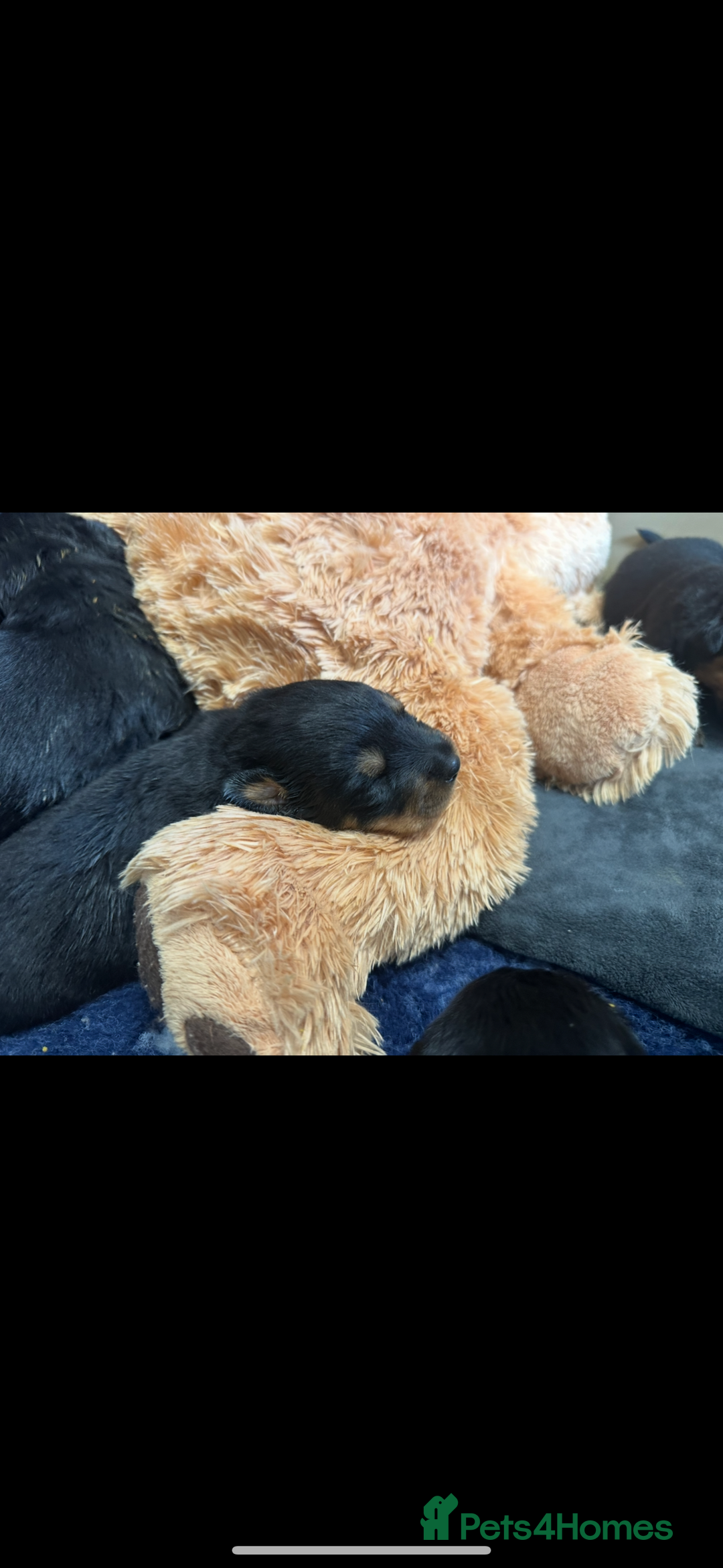 Rottweiler dogs for sale: Stunning Rottweiler puppies 🐶  - Image 24