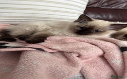Ragdoll cats for sale: GCCF ragdoll seal point girl - Image 18