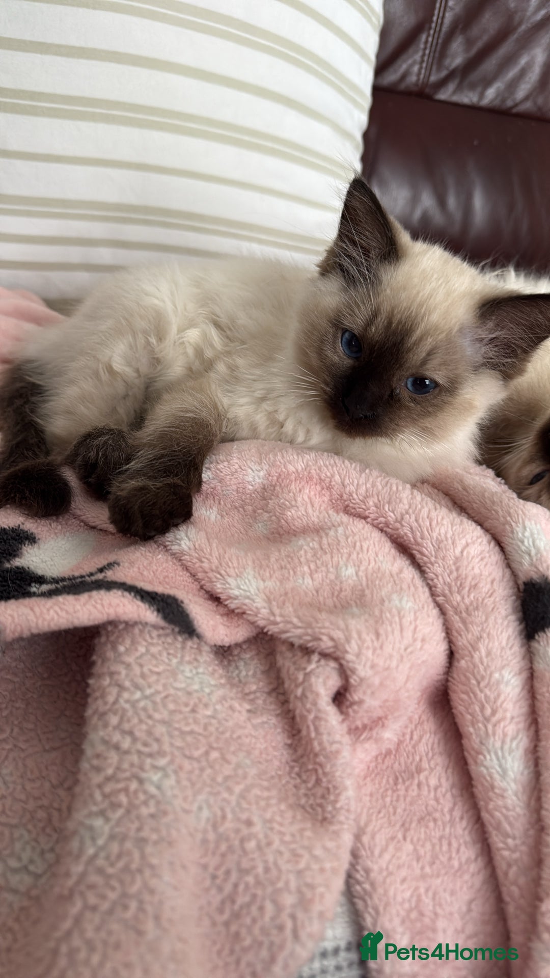 Ragdoll cats for sale: GCCF ragdoll seal point girl - Image 18