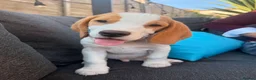Beagle dogs for sale: Boy Lemon Pedegree Beagle - 13 weeks old - Advert 8