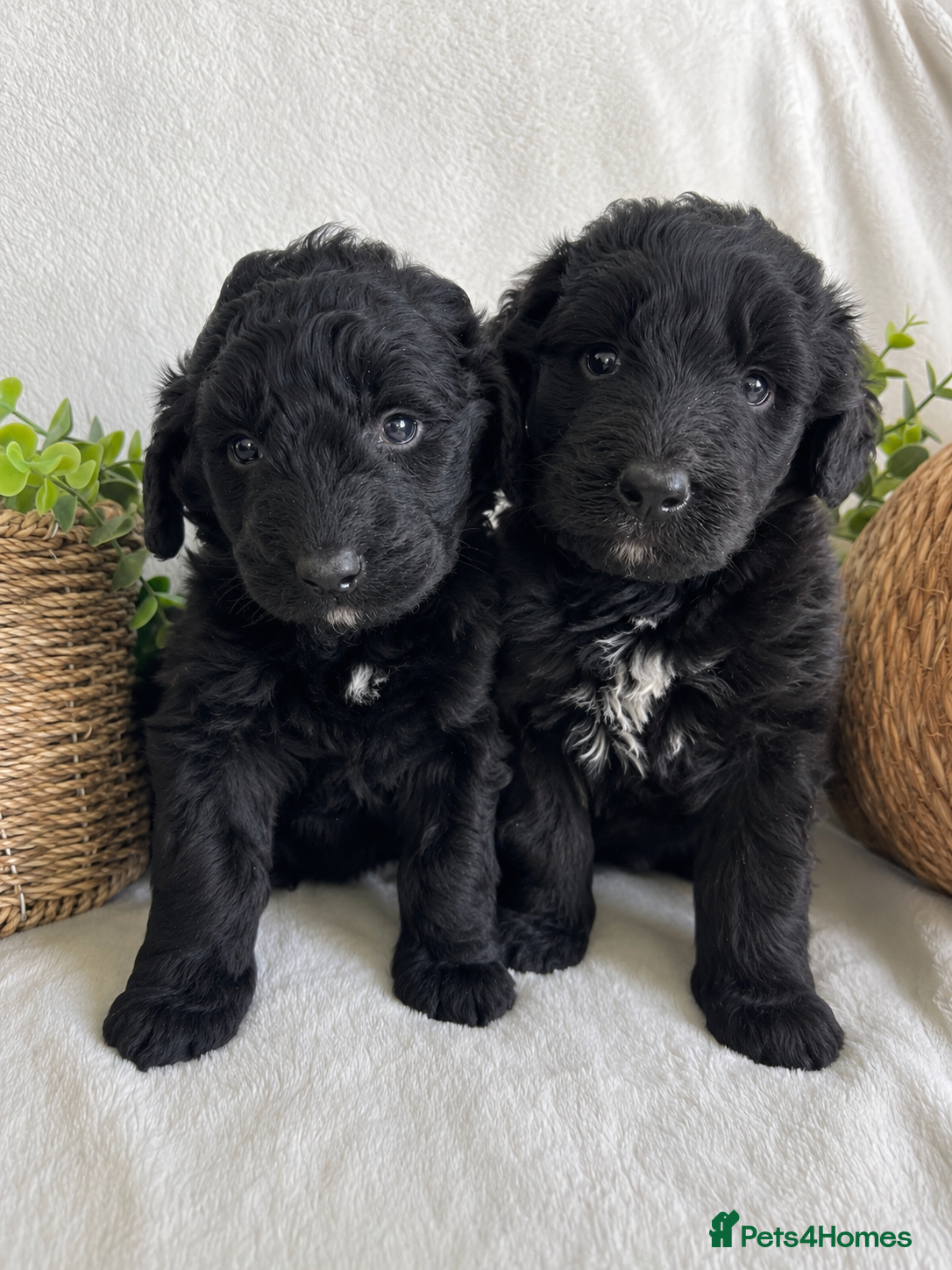 Bernedoodle dogs STUNNING F1 BERNEDOODLE - Advert 1
