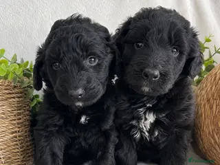 Bernedoodle dogs for sale: STUNNING F1 BERNEDOODLE - Advert 2