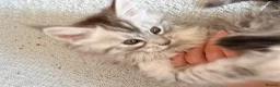 Maine Coon cats for sale: Two registered mainecoon kittens (1 poly)  - Advert 7