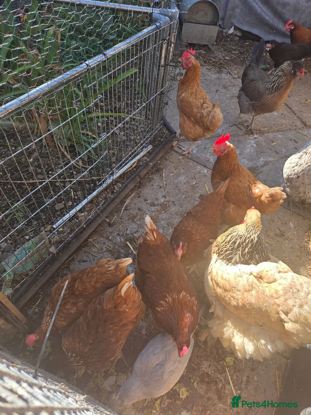 Tortoise reptiles for sale: Laying chickens  browns  - Advert 2