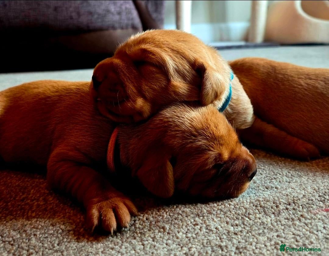 Labrador Retriever dogs KC Fox Red Labrador Puppies - Advert 6