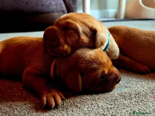 Labrador Retriever dogs KC Fox Red Labrador Puppies - Advert 6