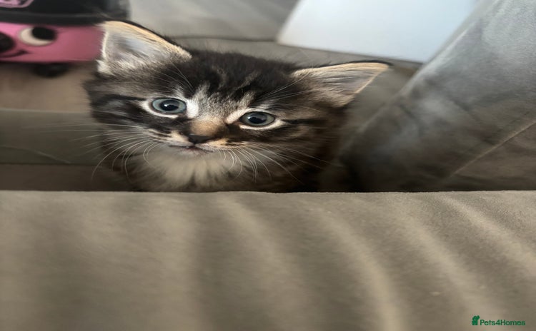 Siamese cats - Advert 2