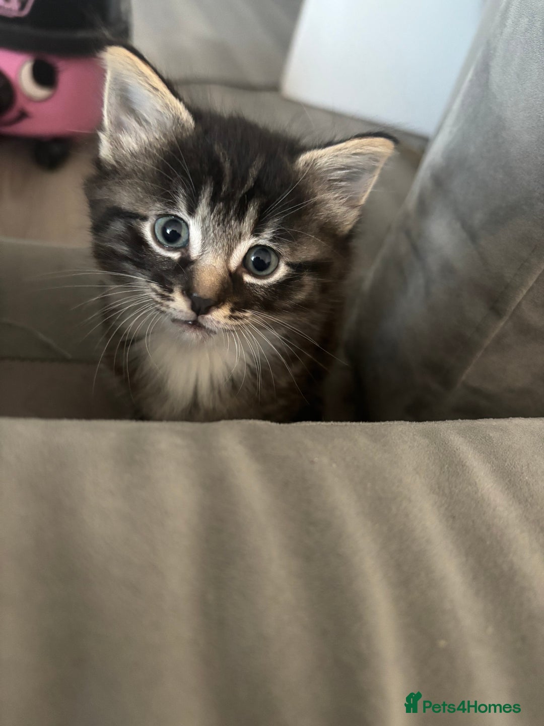 Siamese cats for sale: Beautiful Fluffy Siamese-Tabby Mix Kittens  - Image 1