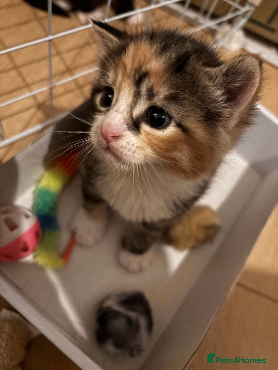 European cats for sale: Kitten  - Image 17