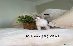 Mixed Breed cats for sale: 5 beautiful kittens 8 weeks old ready now  - Image 12