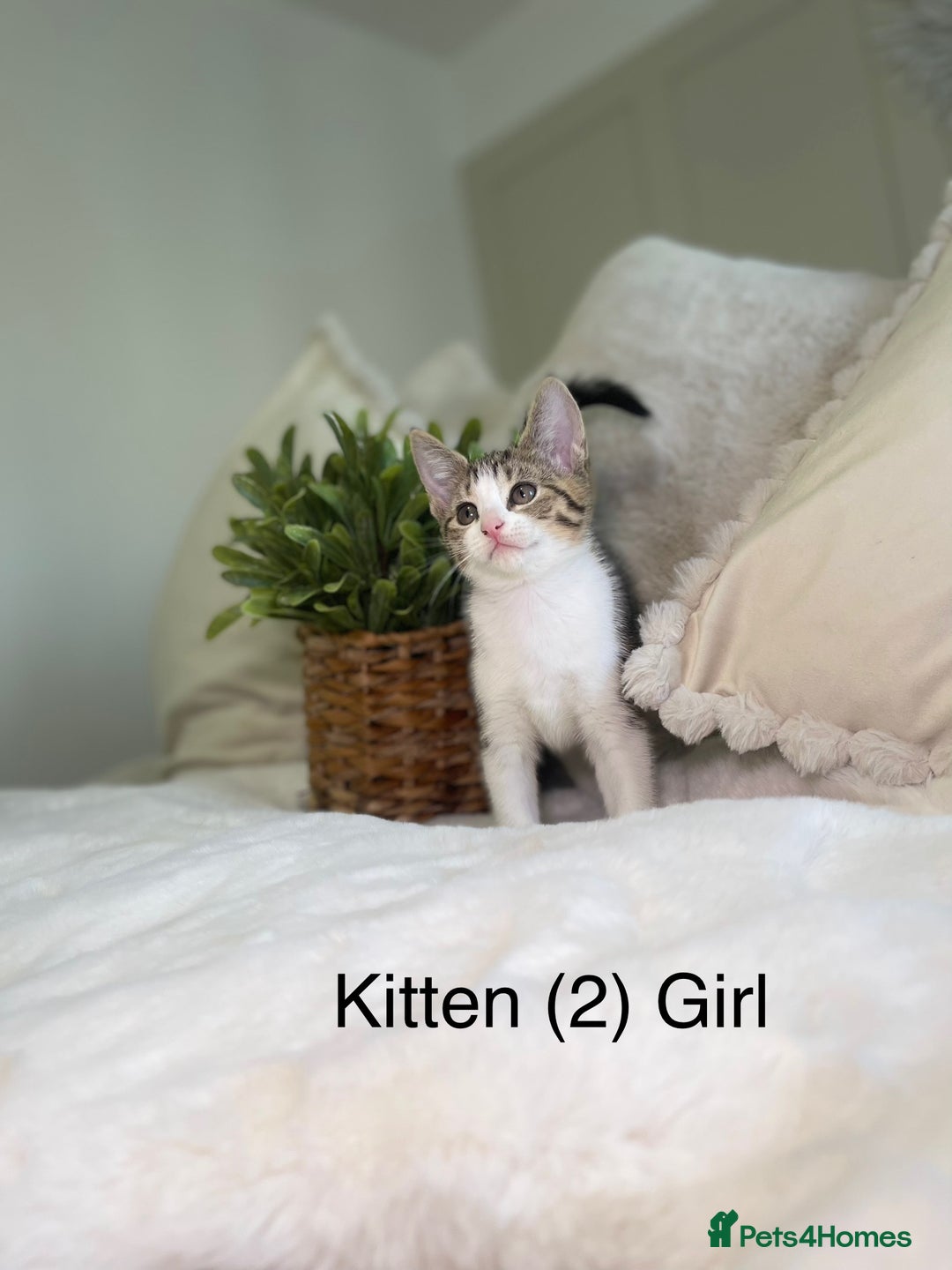Mixed Breed cats for sale: 5 beautiful kittens 8 weeks old ready now  - Image 12