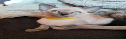 Siamese cats for sale: Gorgeous Siamese kittens!!! - Advert 37