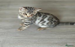 Bengal cats for sale: Bengals kitten  - Advert 6