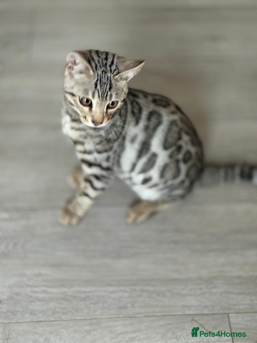 Bengal cats for sale: Bengals kitten  - Advert 6
