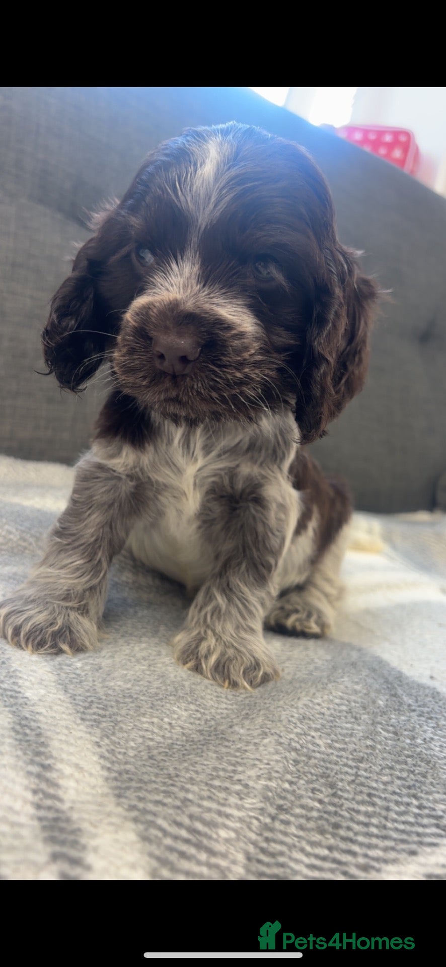 Cocker Spaniel dogs for sale: 🤎 KC show cocker spaniels 🤎 - Advert 2