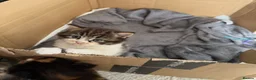 Mixed Breed cats for sale: 🐾 3 fluffy kittens looking for forever homes🐾 - Advert 11