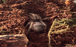 Spiders invertebrates for sale: Goliath bird eater  - Advert 2