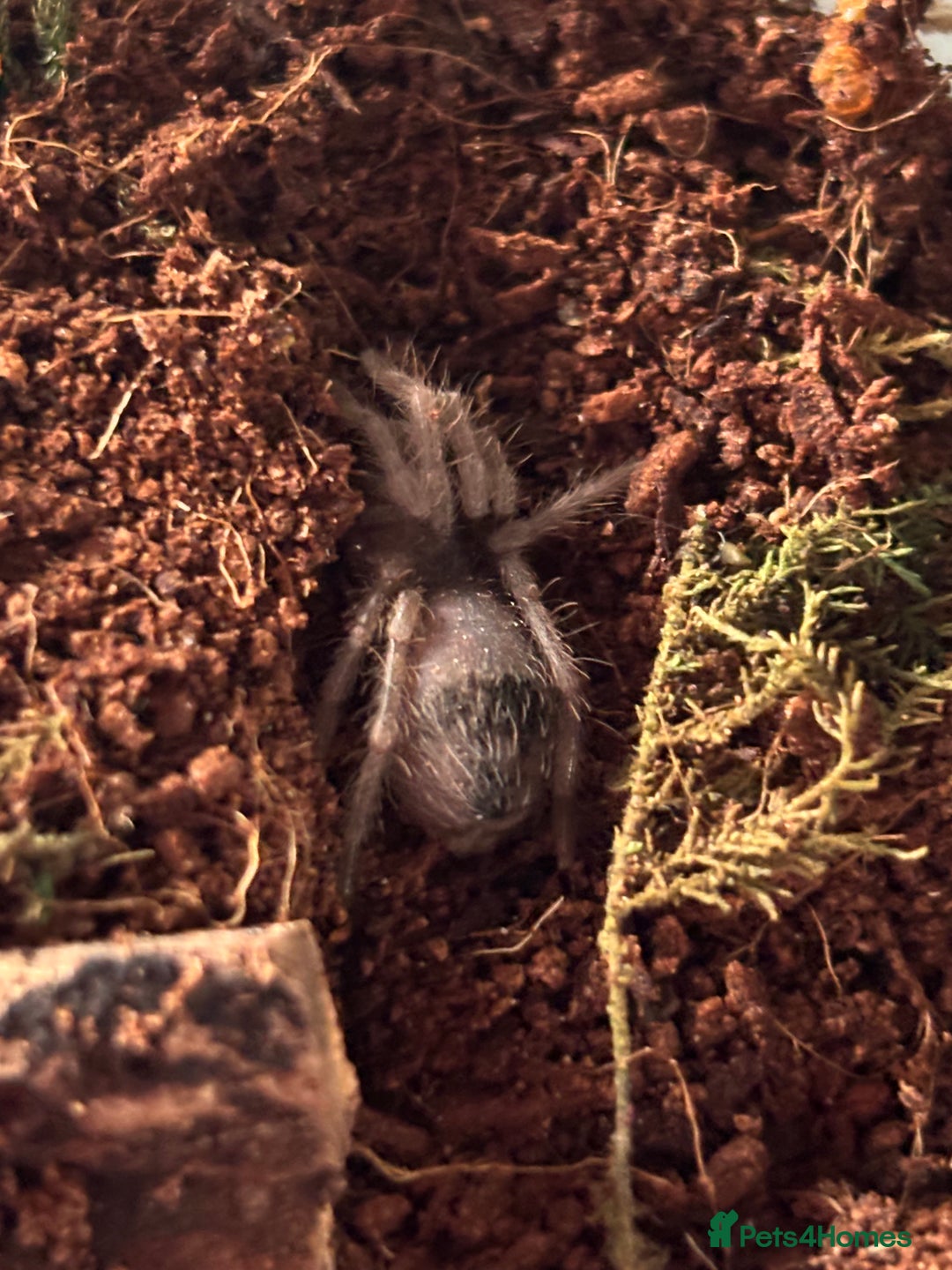 Spiders invertebrates for sale: Goliath bird eater  - Advert 2