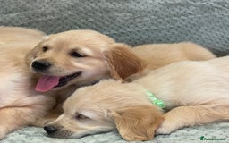Golden Retriever dogs for sale: Quality Litter Of KC Reg Golden Retriever Puppies  - Image 19