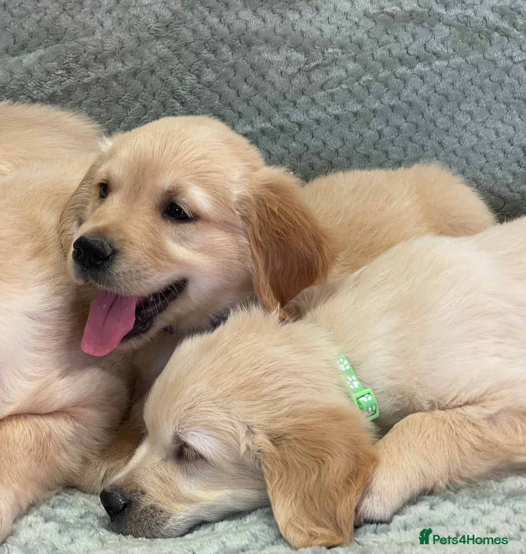 Golden Retriever dogs for sale: Quality Litter Of KC Reg Golden Retriever Puppies  - Image 19