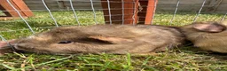 Guinea Pig rodents for sale: Gorgeous baby boys! - Advert 5