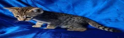 Savannah cats for sale: Super spotty Savannah kittens - Advert 3