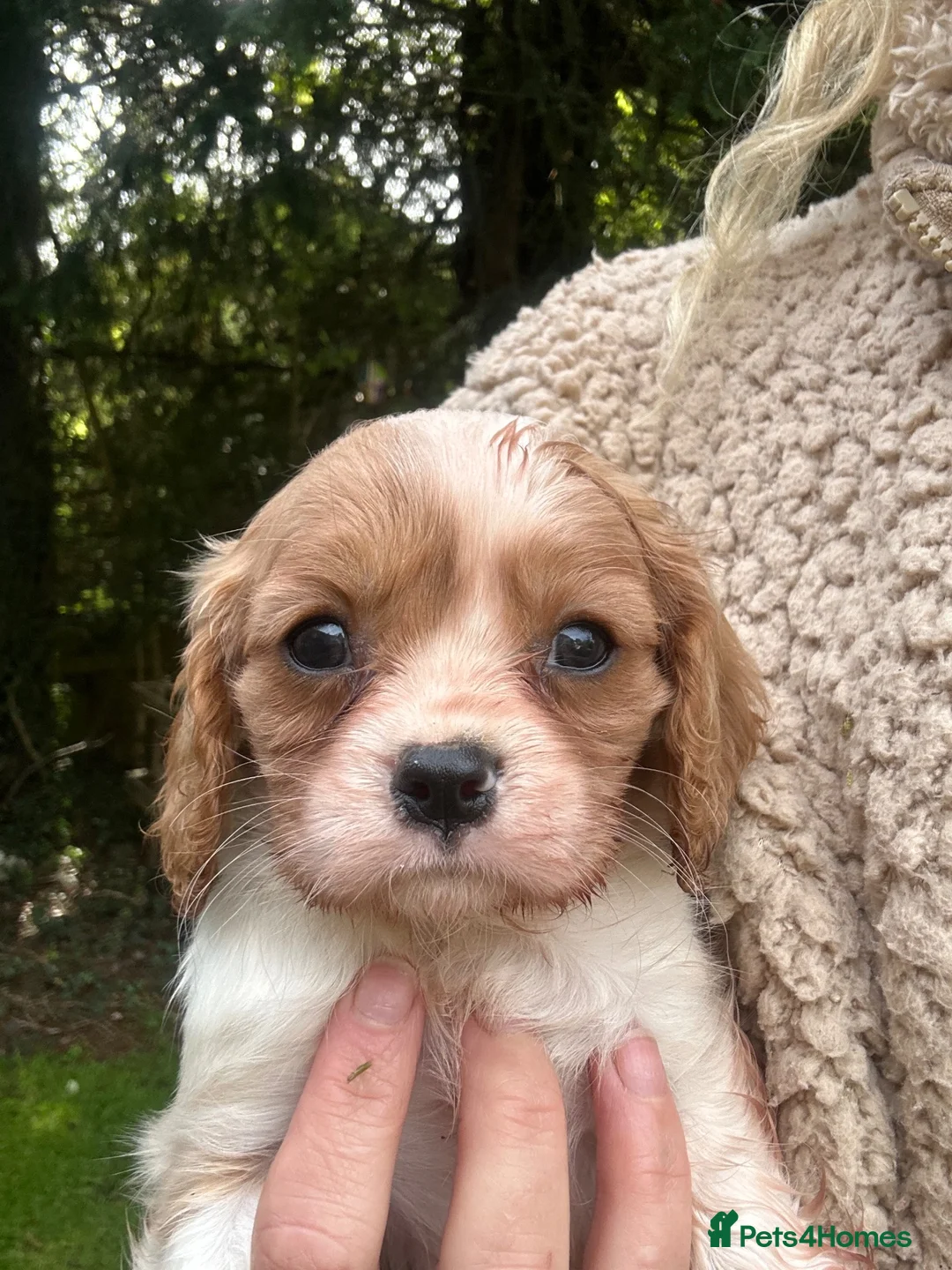 Cavalier King Charles Spaniel dogs for sale: Cavalier King Charles Puppies - Advert 13