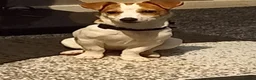 Jack Russell dogs for sale:  Minature Jack Russell Terrier Puppies. - Advert 6